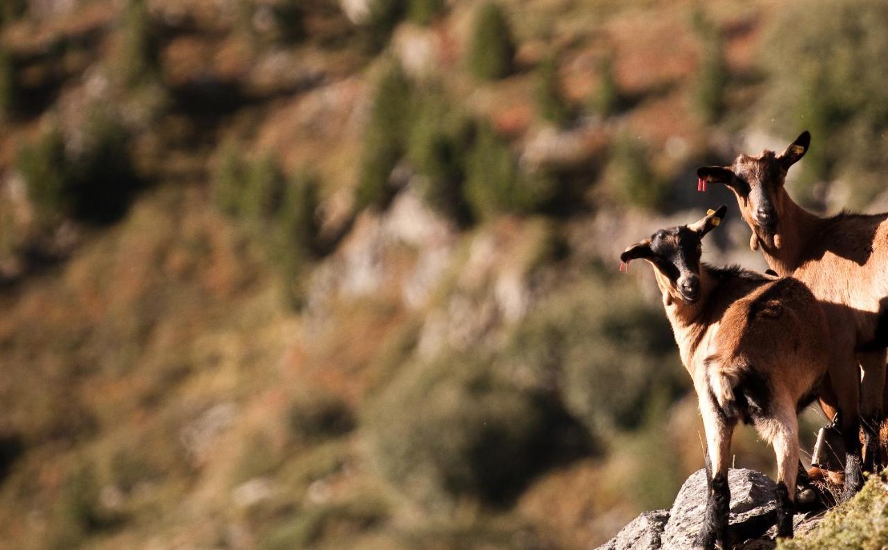 Viktoria Soelden Otel Dış mekan fotoğraf
